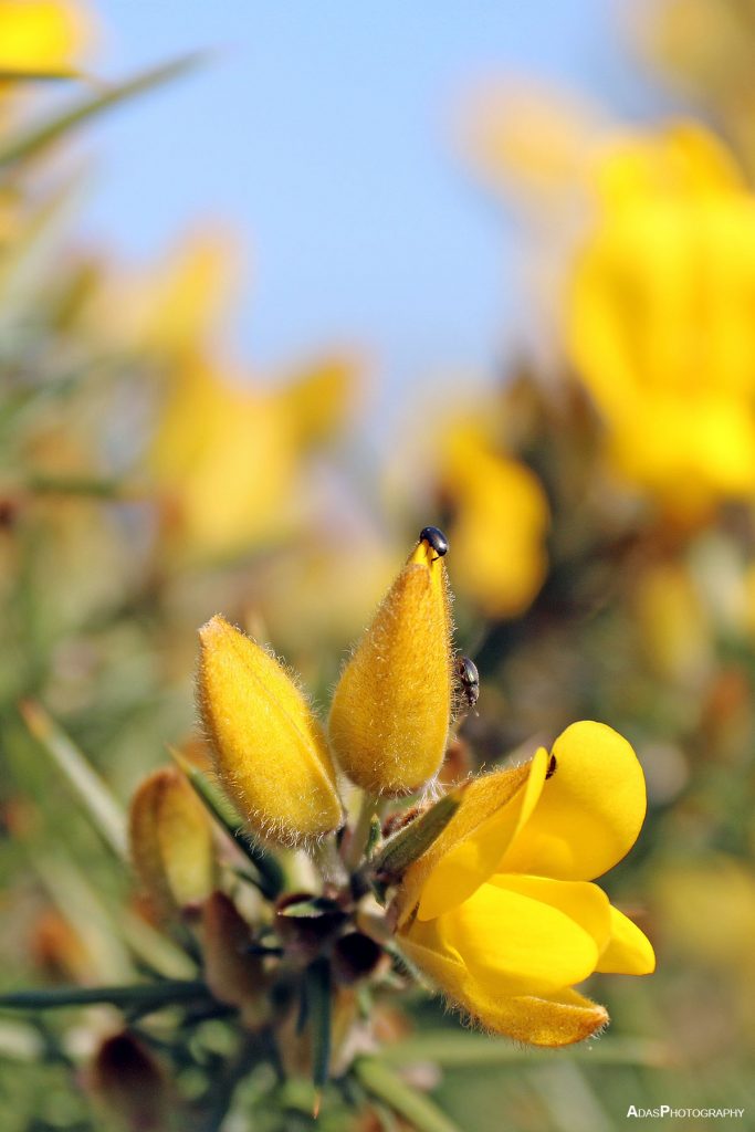 Ulex Europaeus AdasPhotography