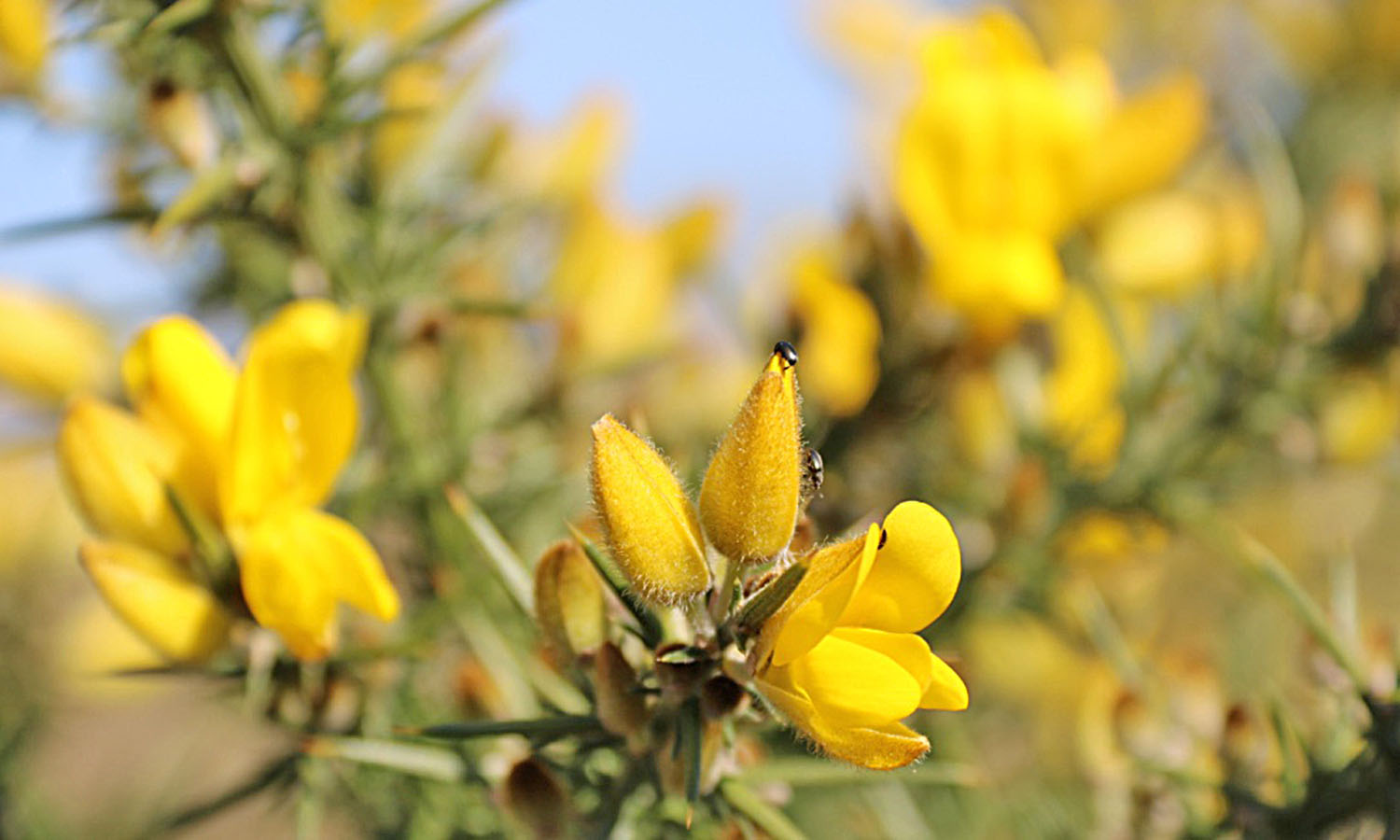 Ulex Europaeus AdasPhotography